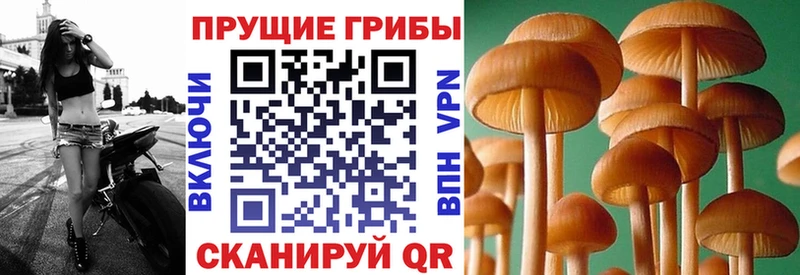 Псилоцибиновые грибы MAGIC MUSHROOMS  Отрадное 